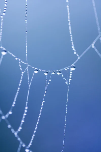 水滴上蜘蛛网 — 图库照片