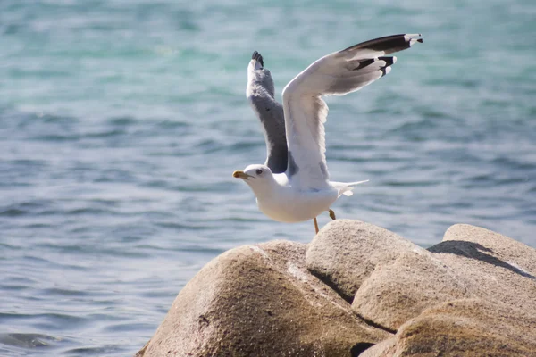 Landscape with water, rocks and seagulls — Stock Photo, Image