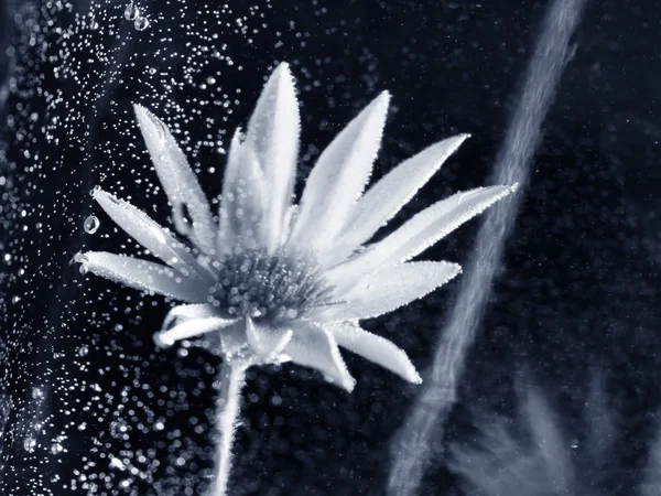 Underwater sammansättning med torkade blommor — Stockfoto