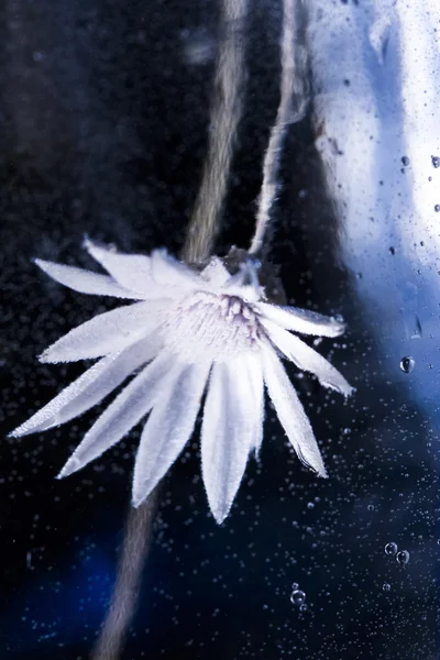 Composition sous-marine avec fleur séchée — Photo