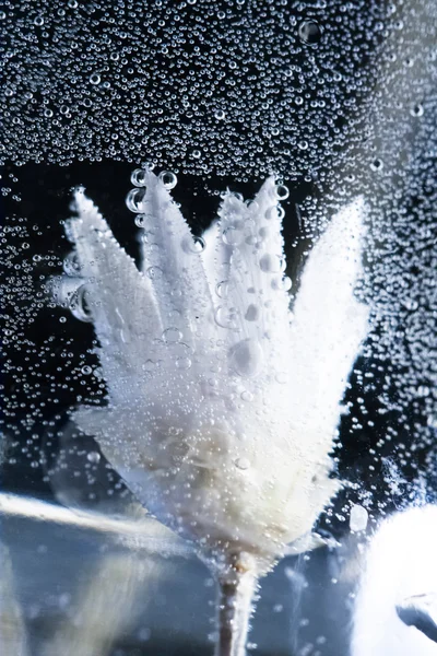 Underwater sammansättning med torkade blommor — Stockfoto