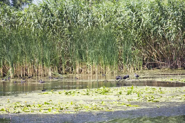 Black small birds and vegetation — Stock Photo, Image