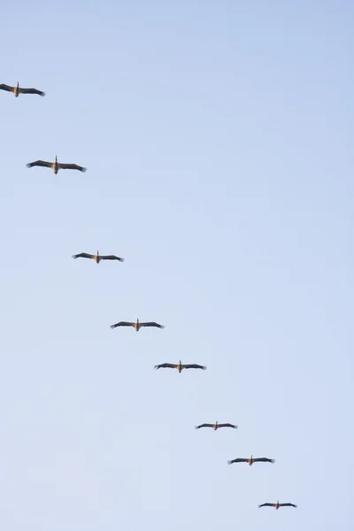 Pelicanos voando — Fotografia de Stock