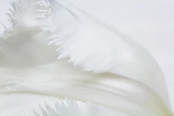 详细的白色郁金香 — 图库照片