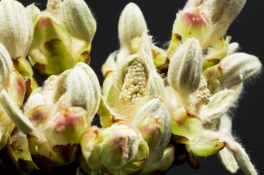 kestane tomurcuk, çiçek ve küçük yaprakları