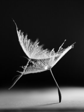 karahindiba tohum ile soyut kompozisyon