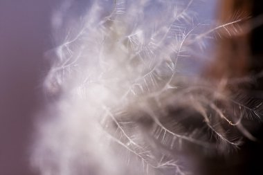 yabani bir bitki kabarık kuru tohum