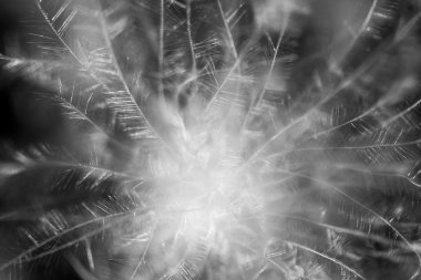 yabani bir bitki kabarık kuru tohum