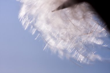 yabani bir bitki kabarık kuru tohum