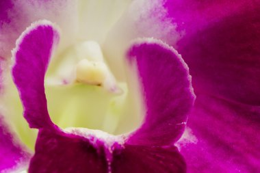 pembe ve Lila orkide