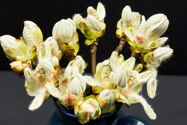 Bourgeons de châtaignier, fleurs et petites feuilles dans un pot en céramique bleue — Photo