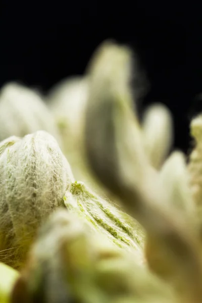 Bud castanha, flor e folhas pequenas — Fotografia de Stock