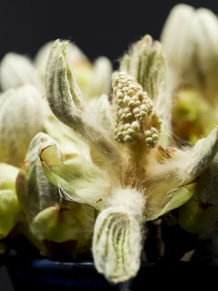 Chestnut bud, flower and small leaves — Stock Photo, Image