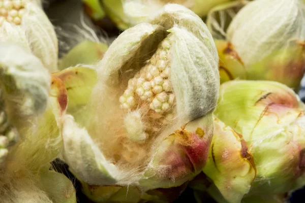 Brote de castaño, flores y hojas pequeñas — Foto de Stock