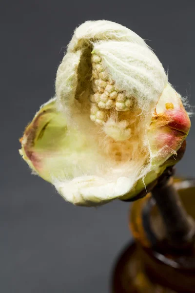 Kaštanové bud, květin a malé listy — Stock fotografie