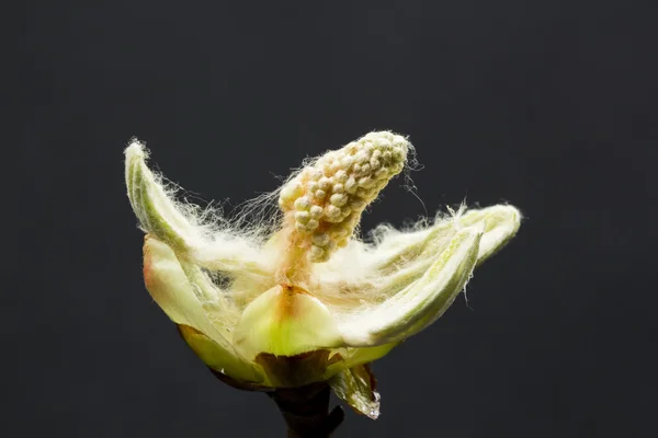 Bourgeon de châtaignier, fleur et petites feuilles — Photo