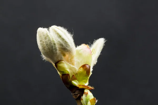 Bourgeon de châtaignier, fleur et petites feuilles — Photo