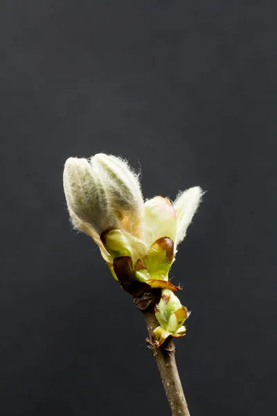 Brote de castaño, flores y hojas pequeñas — Foto de Stock