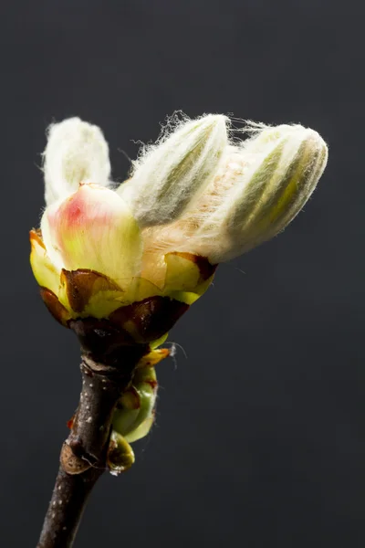 Bud castanha, flor e folhas pequenas — Fotografia de Stock