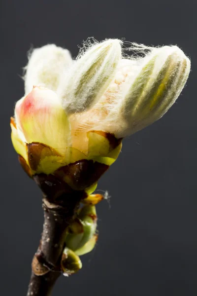 Bud castanha, flor e folhas pequenas — Fotografia de Stock