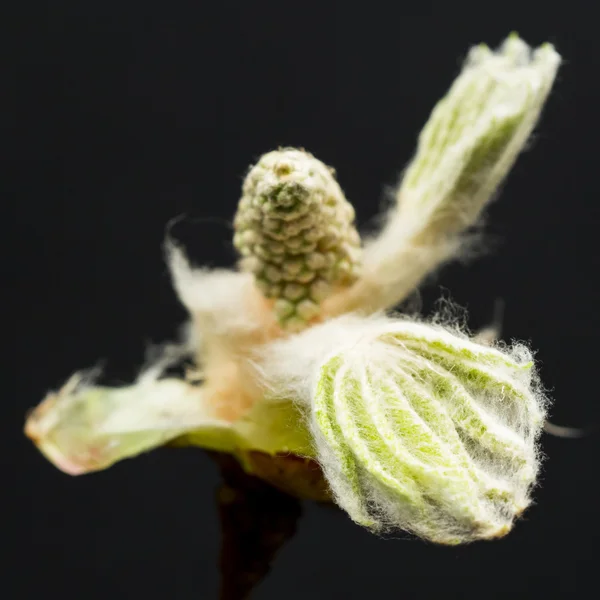 Chestnut bud, flower and small leaves — Stock Photo, Image