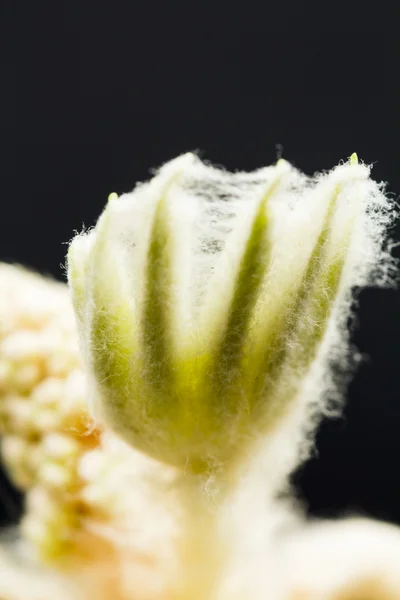 Chestnut bud, flower and small leaves — Stock Photo, Image