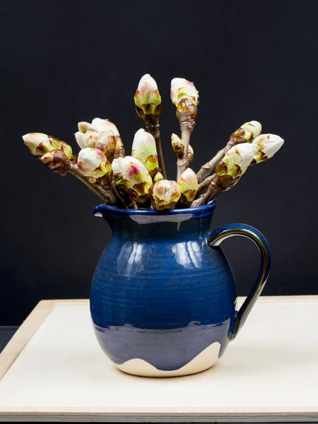 Chestnut buds in a blue ceramic pot — Stock Photo, Image