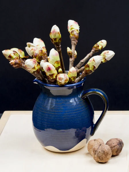 Chestnut buds in a blue ceramic pot and walnuts — Stock Photo, Image