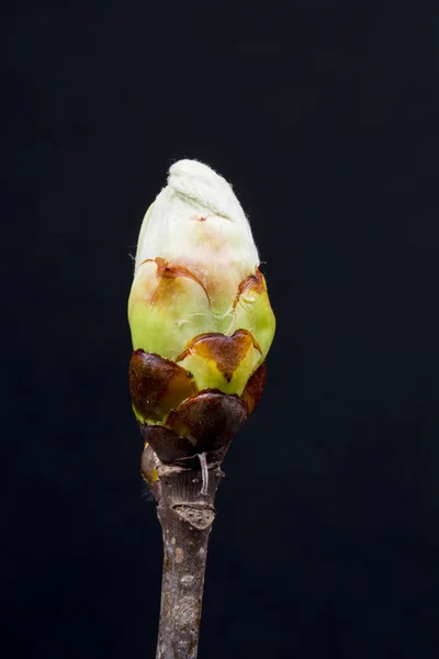 Chestnut blossoming bud — Stock Photo, Image