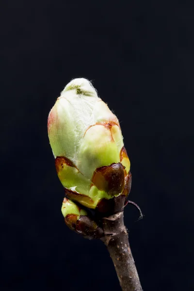 Chestnut blossoming bud — Stock Photo, Image