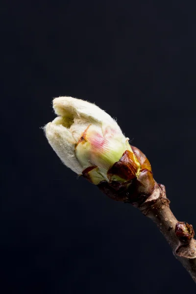 Pączek kwitnących kasztanów — Zdjęcie stockowe
