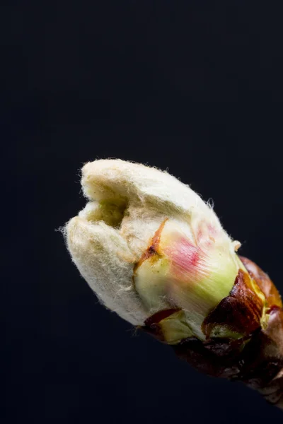 Chestnut blossoming bud — Stock Photo, Image