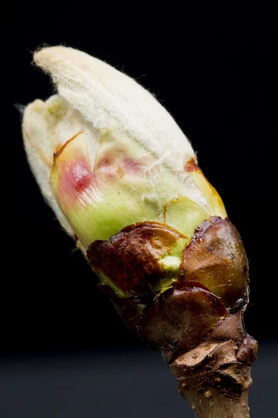Chestnut blossoming bud — Stock Photo, Image