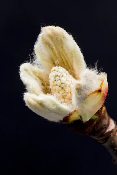 Bourgeon en fleurs de châtaignier — Photo