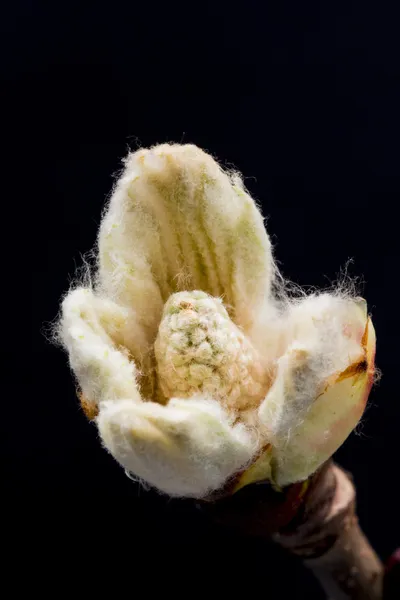 Chestnut blossoming bud — Stock Photo, Image