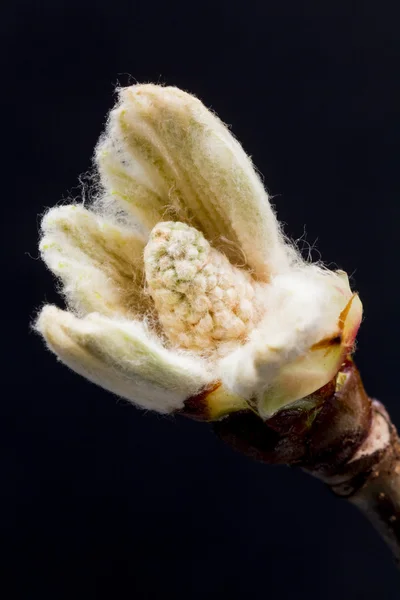 Bourgeon en fleurs de châtaignier — Photo