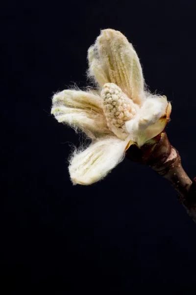 Bourgeon en fleurs de châtaignier — Photo