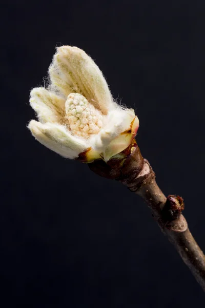 Kvetoucí kaštany bud — Stock fotografie