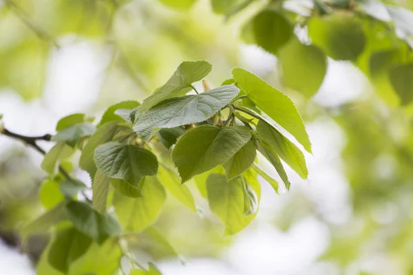 Branches with green leaves — Stock Photo, Image
