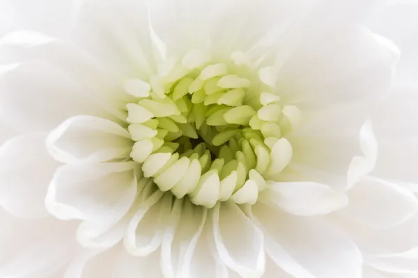 White chrysanthemum flower — Stock Photo, Image