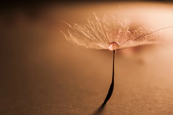 Dandelion seeds — Stock Photo, Image