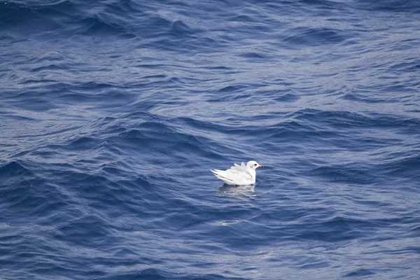 White seagull — Stock Photo, Image