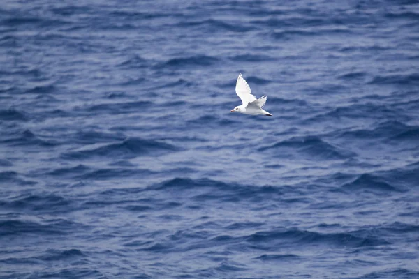 Mouette blanche — Photo