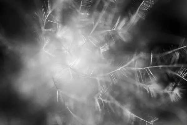 Fluffy dried seed from a wild plant — Stock Photo, Image