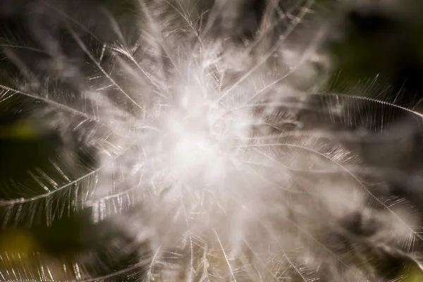 野生の植物からのふわふわの乾燥種子 — ストック写真
