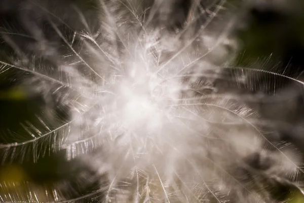 Pluizig gedroogde zaad uit een wilde plant — Stockfoto