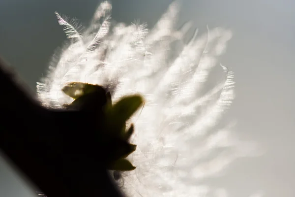 Pluizig gedroogde zaad uit een wilde plant — Stockfoto