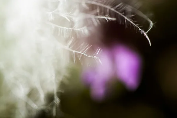 Fluffy dried seed from a wild plant — Stock Photo, Image