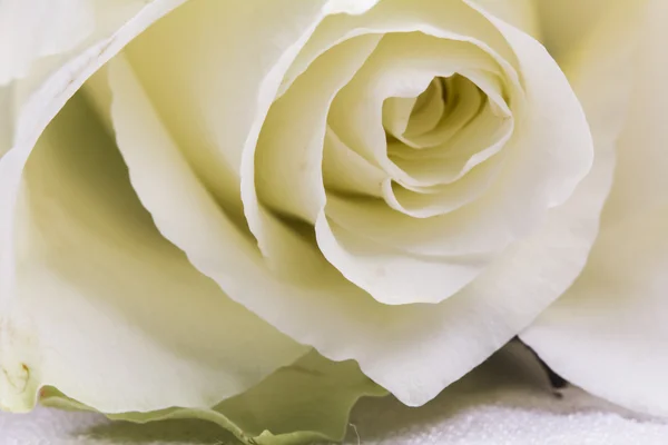 White rose — Stock Photo, Image