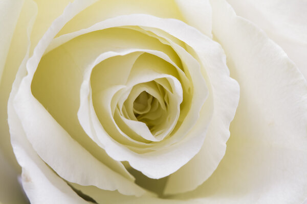 Белая роза
